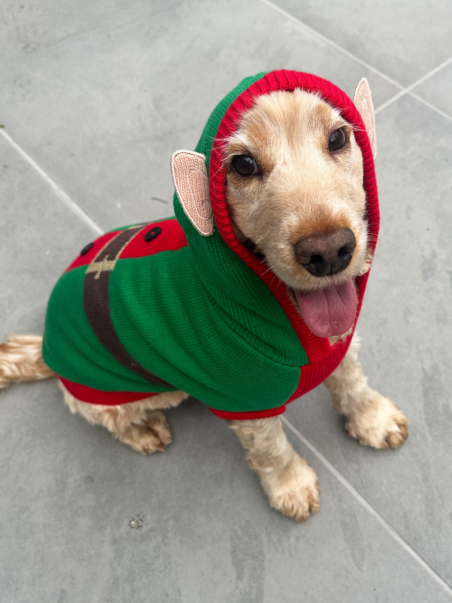 Elf Christmas Dog Jumper