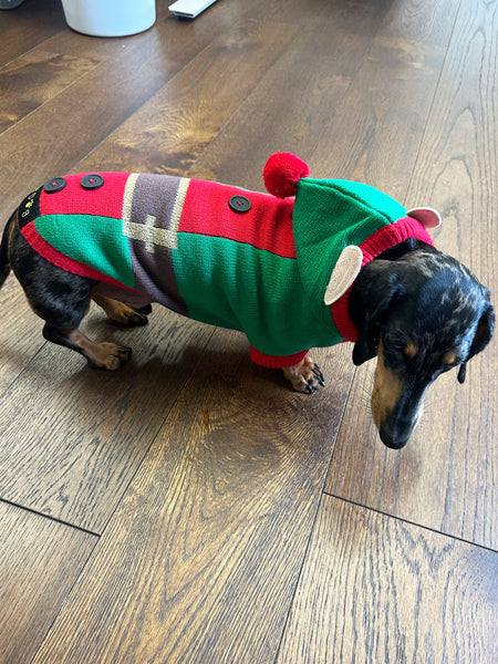 Elf Miniature Dachshund Jumper