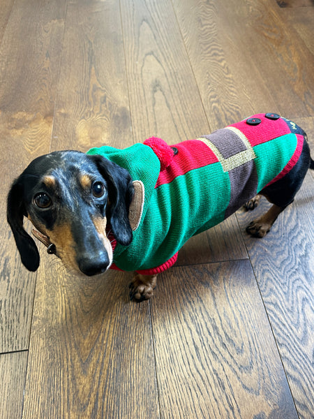 Elf Miniature Dachshund Jumper