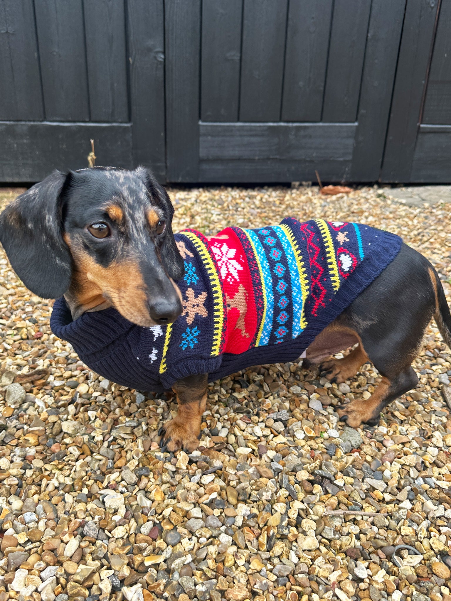 Blue Fairisle Miniature Dachshund Jumper