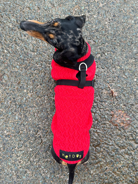 Red Miniature Dachshund Jumper