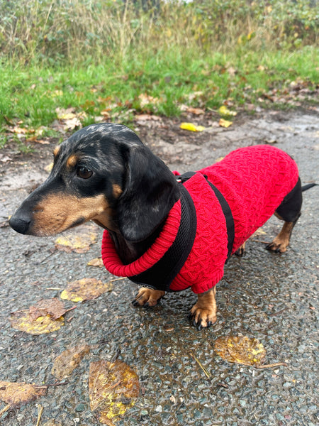 Red Miniature Dachshund Jumper