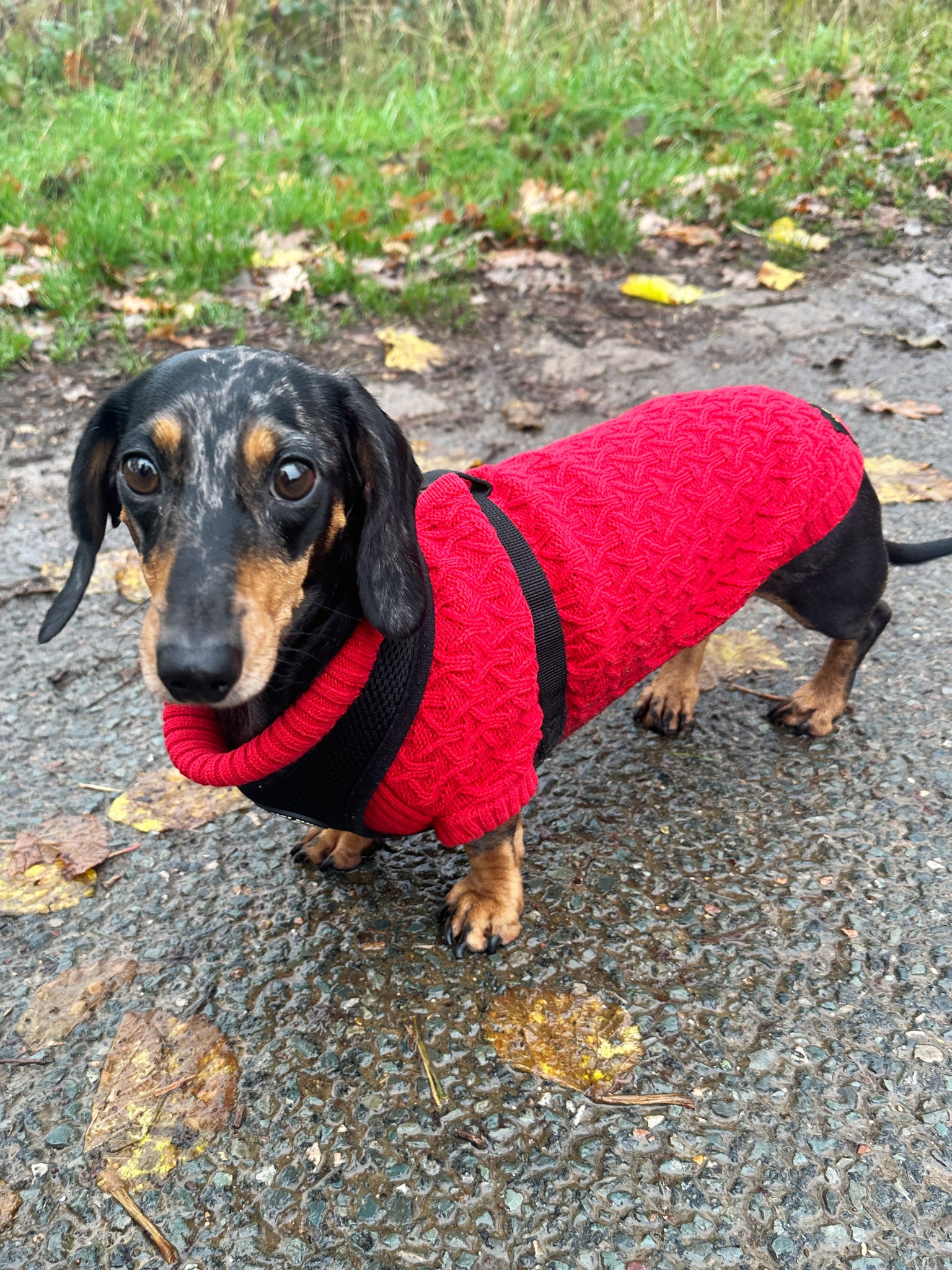Red Miniature Dachshund Jumper