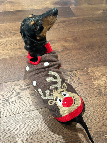 Rudolf Miniature Dachshund Jumper