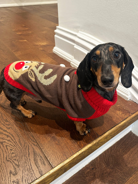 Rudolf Miniature Dachshund Jumper