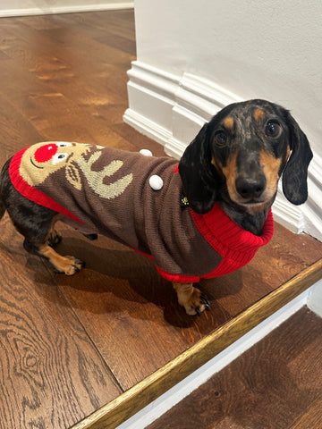 Rudolf Miniature Dachshund Jumper