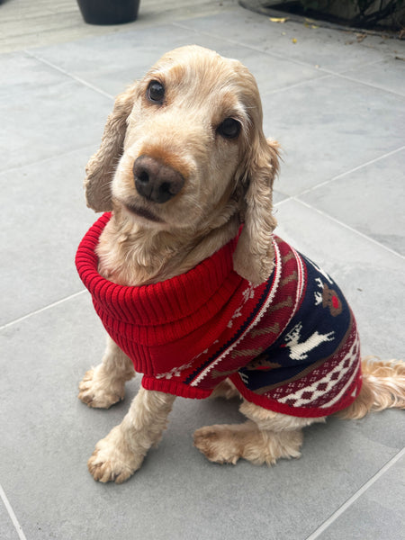 Ruby Red Fairisle Dog Jumper