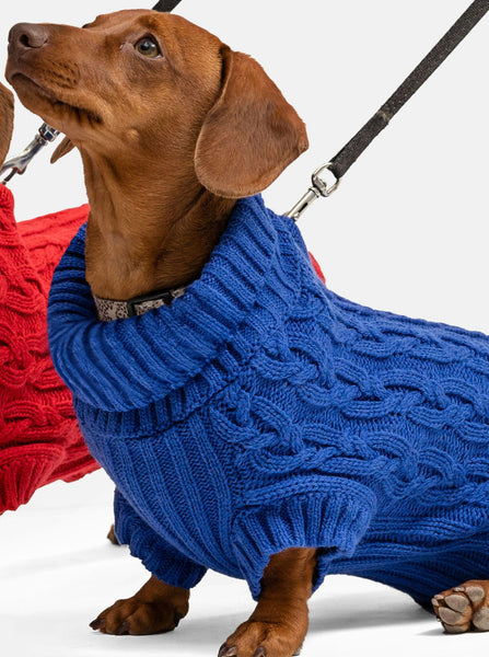 Blue Miniature Dachshund Jumper