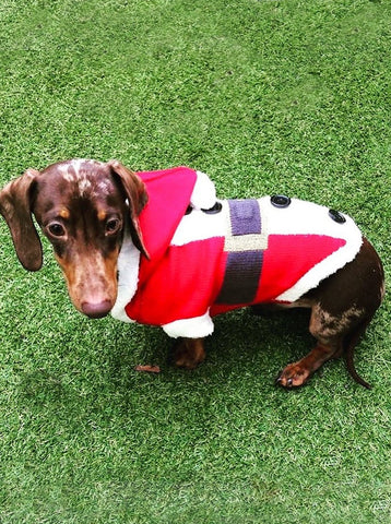 Santa Miniature Dachshund Jumper