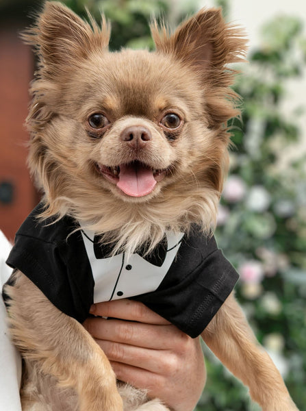 Stole My Girl Wedding Dog T-Shirt