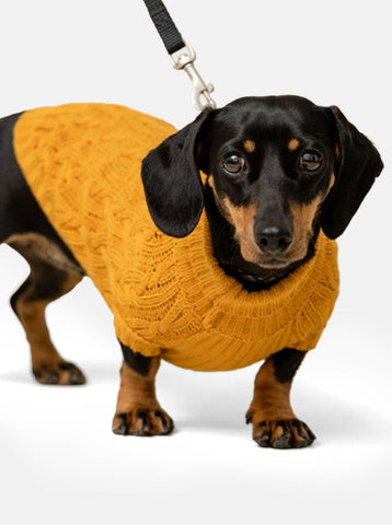 Mustard Miniature Dachshund Jumper