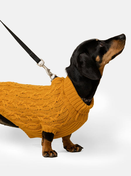 Mustard Miniature Dachshund Jumper