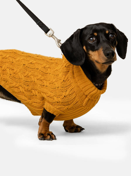 Mustard Miniature Dachshund Jumper