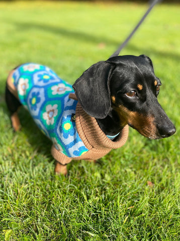 Daisy Miniature Dachshund Jumper