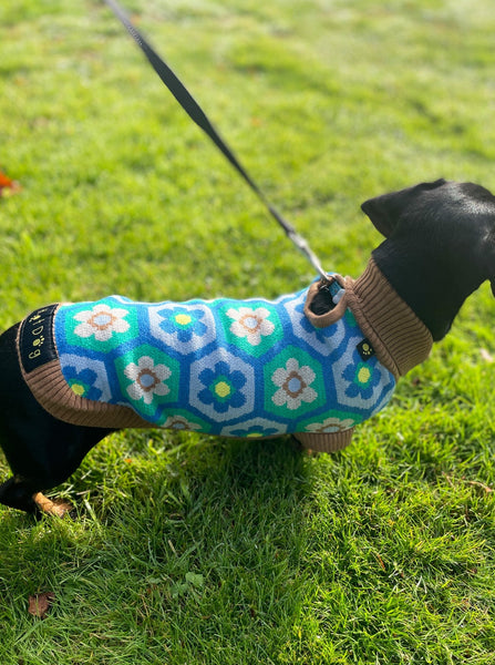 Daisy Miniature Dachshund Jumper
