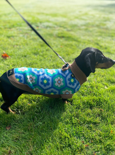 Daisy Miniature Dachshund Jumper