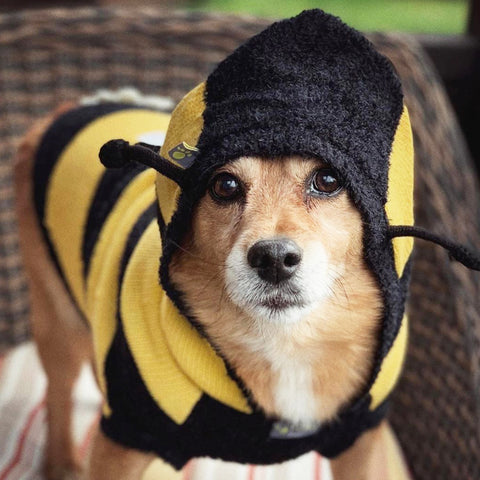 Honey Bee