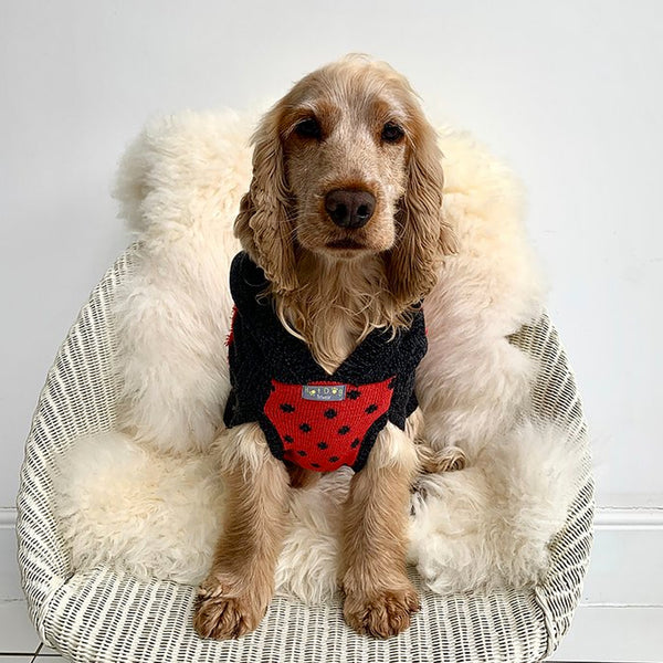 Ladybird