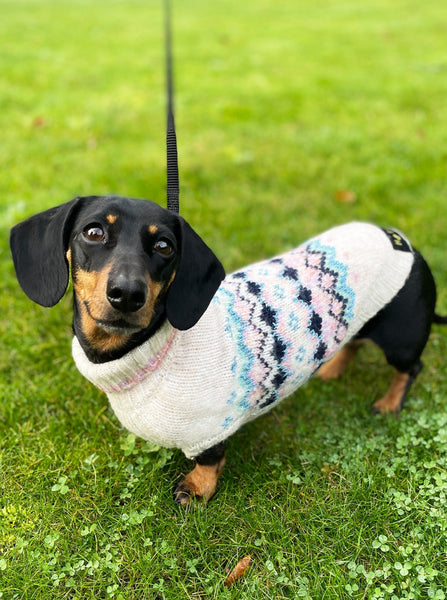Lumi Miniature Dachshund Jumper